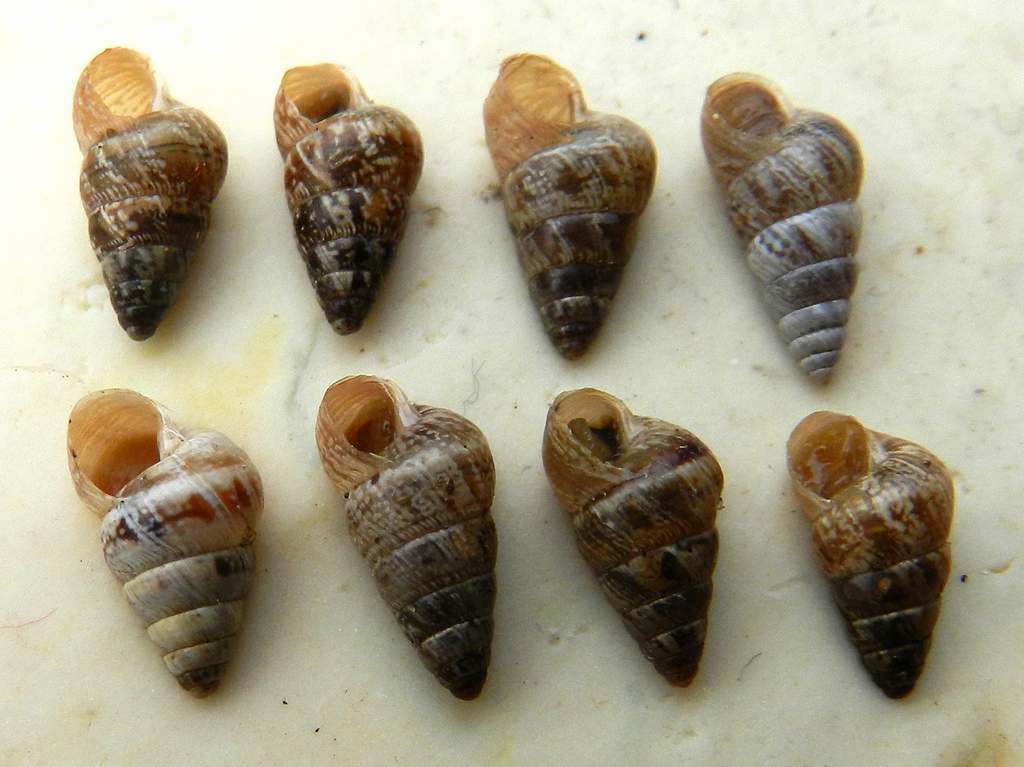 Conferma per Cochlicella acuta (Muller, 1774)